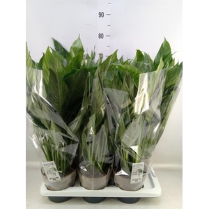 Spathiphyllum  'Diamond'