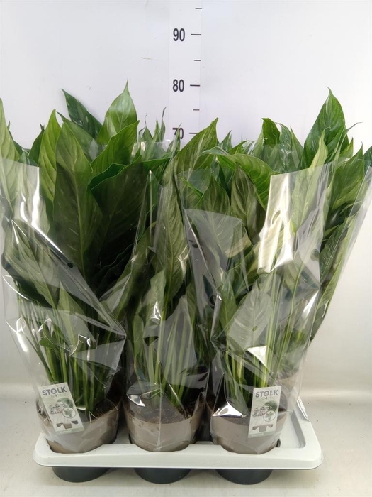 <h4>Spathiphyllum  'Diamond'</h4>