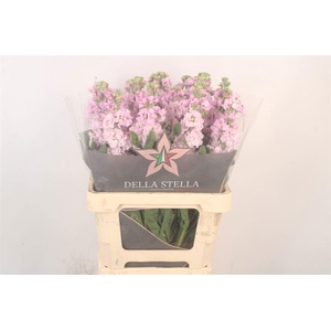 MATTH IRON CHERRY BL