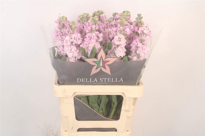 <h4>MATTH IRON CHERRY BL</h4>