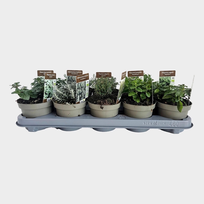 <h4>TUINKRUIDEN GEM</h4>