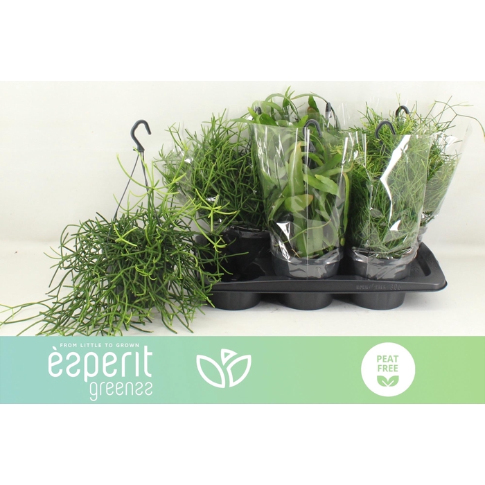 <h4>Rhipsalis burchellii mixed (Cites) 17Ø 25cm</h4>