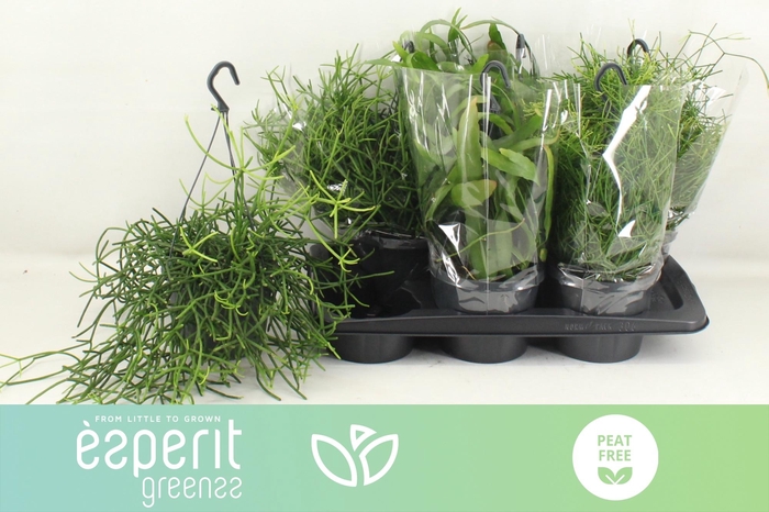 Rhipsalis burchellii mixed (Cites) 17Ø 25cm