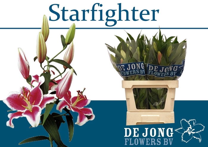 <h4>LI OR STARFIGHTER</h4>