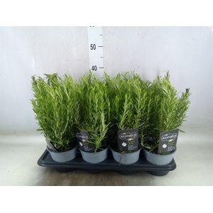 Rosmarinus officinalis   ...