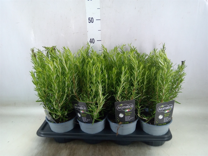 <h4>Rosmarinus officinalis   ...</h4>