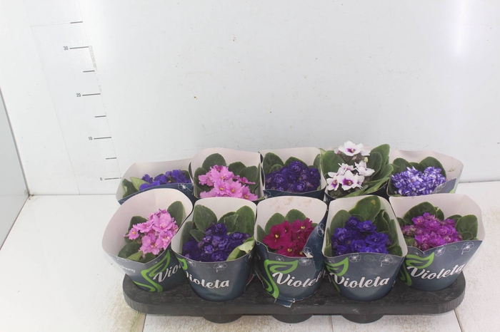 <h4>VIOLETA P11</h4>