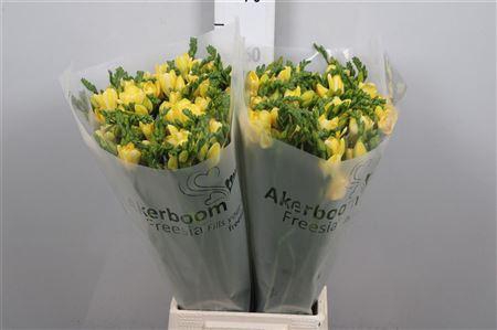 <h4>Fr Du Ballade (op Kleur!)</h4>