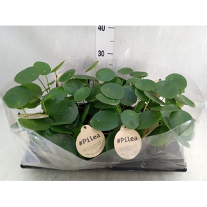 Pilea peperomoides