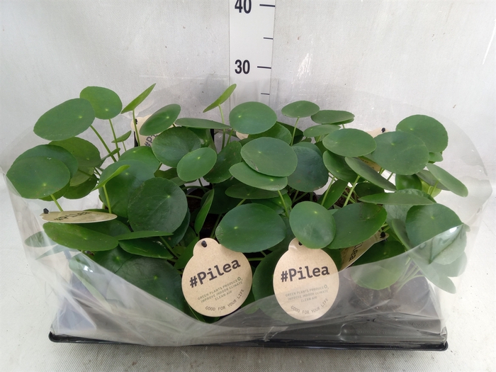 Pilea peperomoides