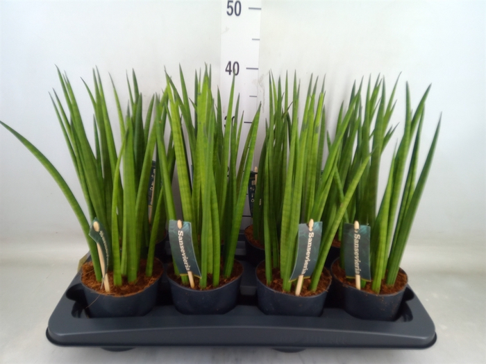 <h4>Sansevieria cyl.  ...</h4>