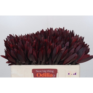 Leucadendron Saf Sunset Dark R.