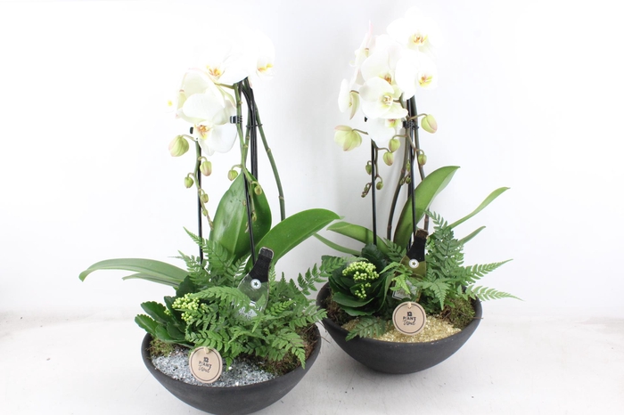 <h4>arr2 PL - Ebbi. phal cascade hpny - goud/zilver</h4>