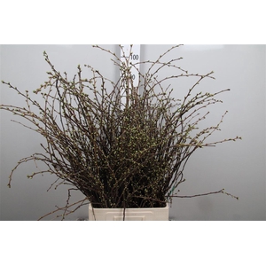 Kersebloesem P Bos Extra