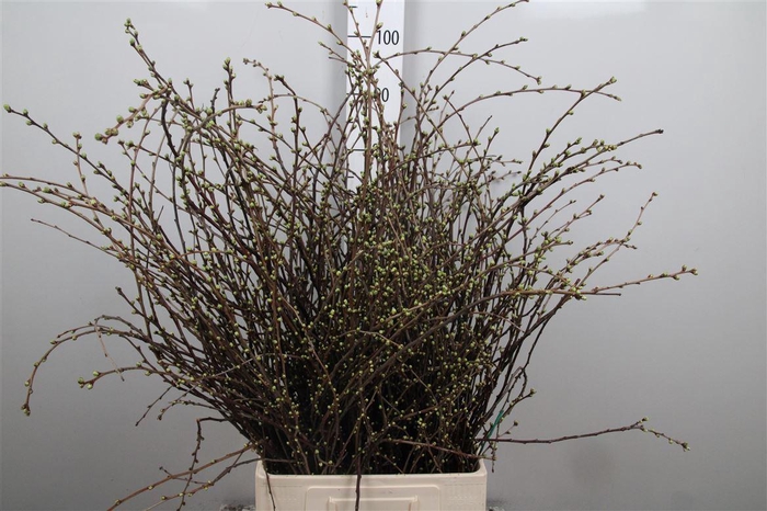 <h4>Kersebloesem P Bos Extra</h4>