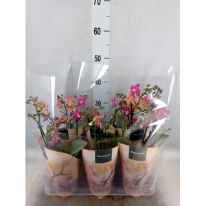 Phalaenopsis multi.   ...red