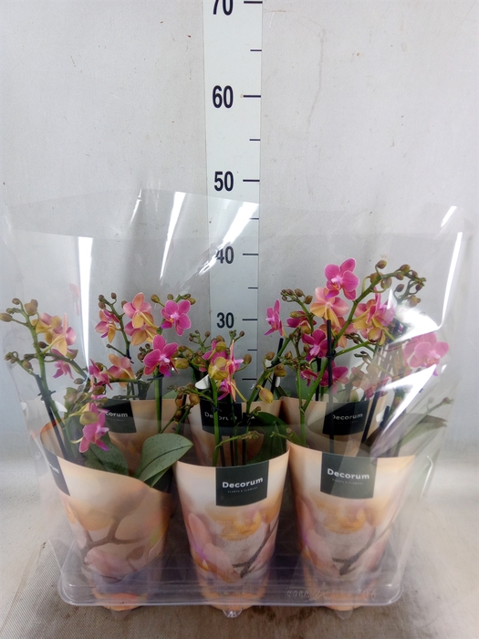 <h4>Phalaenopsis multi.   ...red</h4>
