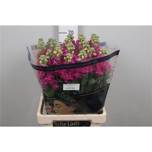 Matth Iron Rose