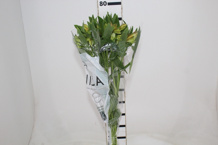 <h4>ALSTROEMERIA ALOHA 080 CM</h4>