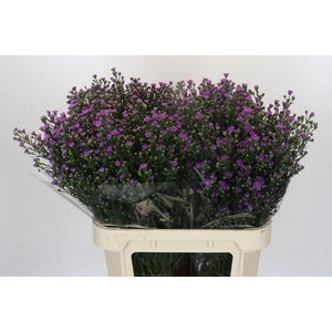 AST ASTEE M BABY PIN