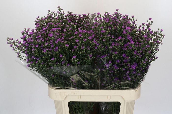 <h4>AST ASTEE M BABY PIN</h4>