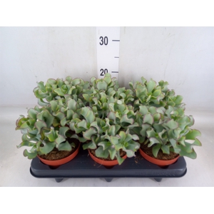 Crassula arborescens 'Petit Wave'