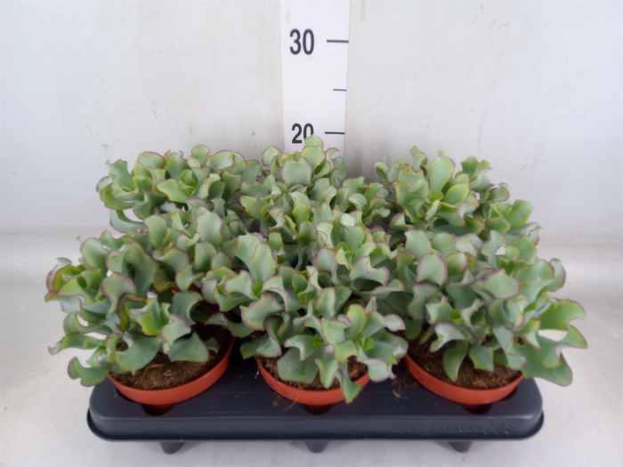 <h4>Crassula arborescens 'Petit Wave'</h4>