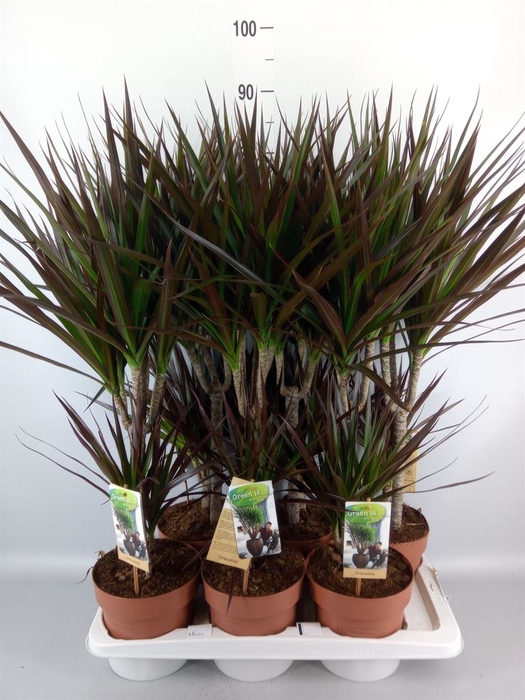 <h4>Dracaena marg. 'Magenta'</h4>