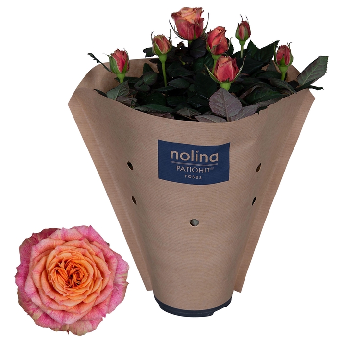<h4>Nolina Roses Ø 13 cm Orange Paper sleeve</h4>