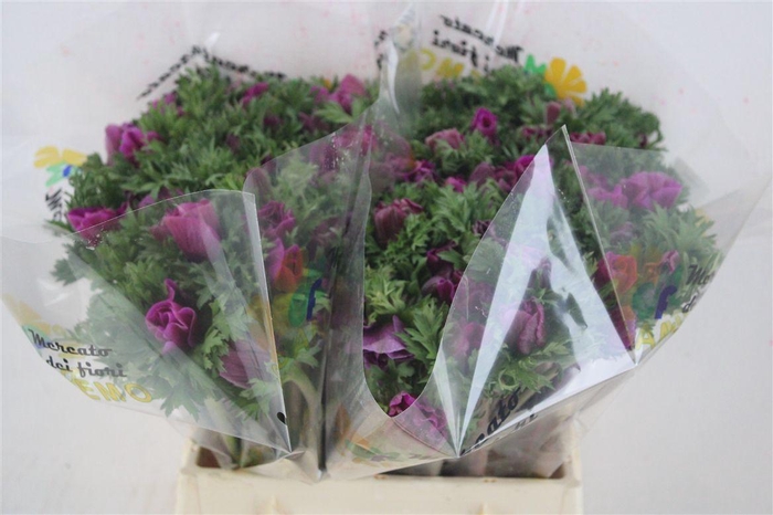 <h4>Anem Mistral Orchid</h4>