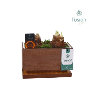 The Green Lighting Garden LED Small lang met Amaryllis