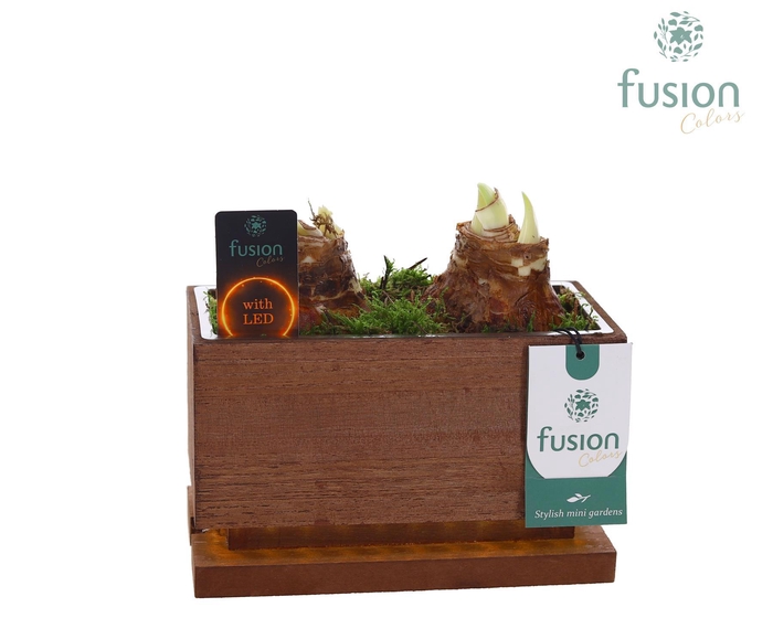 <h4>The Green Lighting Garden LED Small lang met Amaryllis</h4>