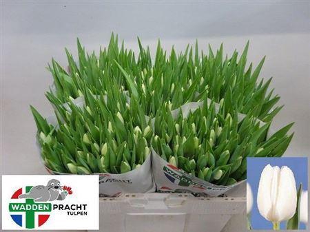 <h4>Tu En Silver Dollar</h4>