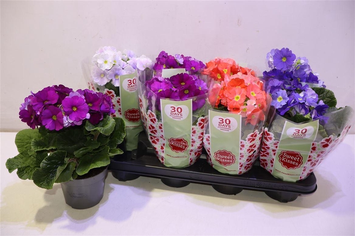 <h4>arr8 Prim Ob Tm Gem</h4>