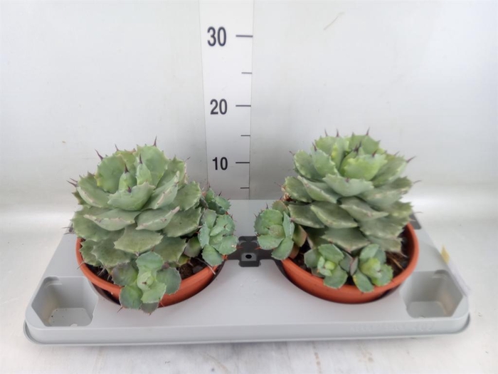 <h4>Agave potatorum</h4>