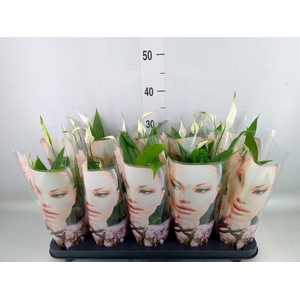 Spathiphyllum  'Korto'