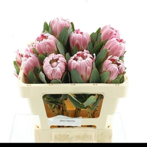 PROTEA CARDINAL