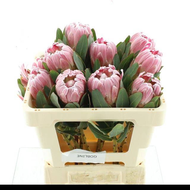 <h4>PROTEA CARDINAL</h4>