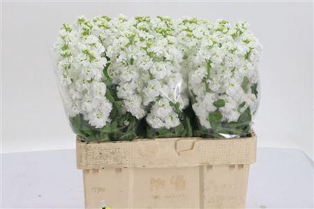 <h4>Matth Stox White</h4>