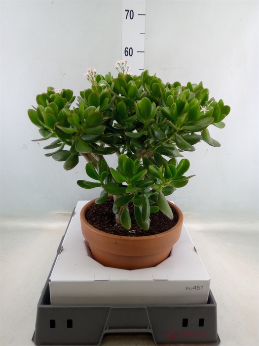 <h4>Crassula ovata</h4>