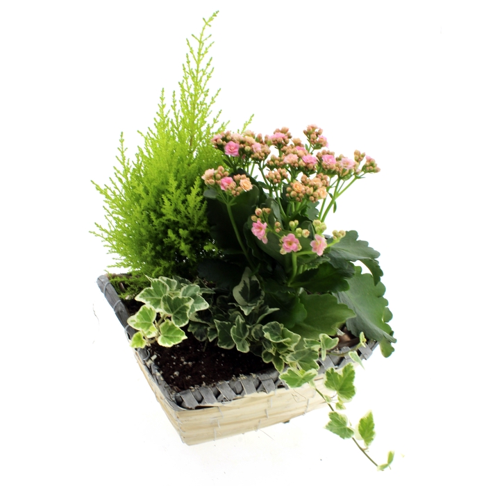 <h4>ARR TUINPLANTEN</h4>