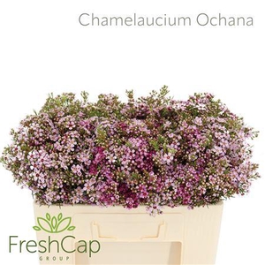 Chamelaucium Ochana