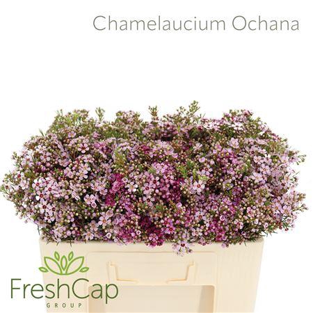 <h4>Chamelaucium Ochana</h4>