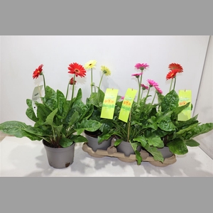Gerb Ov Gem In Tray 3 Klr