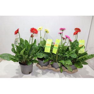 Gerb Ov Gem In Tray 3 Klr