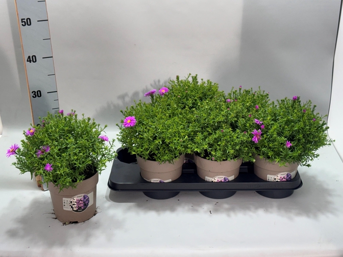 <h4>ASTER NB OV</h4>