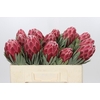 Protea Cyn. Ayoba Arctic Ice