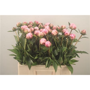 Paeo L Sarah Bernhard Pink