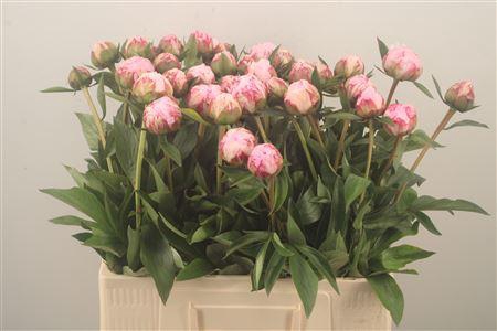 <h4>Paeo L Sarah Bernhard Pink</h4>