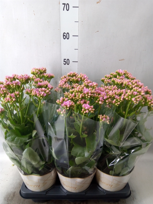 <h4>Kalanchoe  'RoseFlow Graceful Pink'</h4>